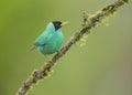 Male Green Honeycreeper, Costa Rica Royalty Free Stock Photo