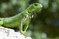 Male Green Iguana Royalty Free Stock Photo