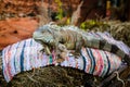 Male Green Iguana as a pet. Outdoor children party Royalty Free Stock Photo