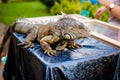 Male Green Iguana as a pet, sitting on the table Royalty Free Stock Photo