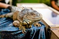 Male Green Iguana as a pet, sitting on the table Royalty Free Stock Photo