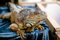 Male Green Iguana as a pet, sitting on the table Royalty Free Stock Photo