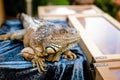 Male Green Iguana as a pet, sitting on the table. Royalty Free Stock Photo