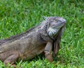 Male Green Iguana Close Up Royalty Free Stock Photo