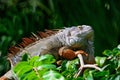 Male Green Iguana Royalty Free Stock Photo