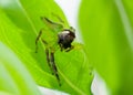 Male green jumping spider Royalty Free Stock Photo