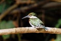 Male green kingfisher Chloroceryle americana perched on a tree