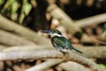 Male green kingfisher Chloroceryle americana perched on a tree