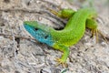 Male of green lizard - Lacerta viridis Royalty Free Stock Photo
