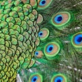 Male Green Peacock feathers