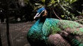 A male green peacock in Gembira loka zoo