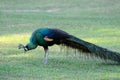 Male Green Peafowl (Pavo muticus) Royalty Free Stock Photo