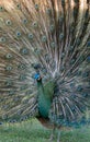 Male Green Peafowl (Pavo muticus) Royalty Free Stock Photo