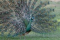 Male Green Peafowl (Pavo muticus)