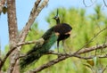 Male Green Peafowl (Pavo muticus) Royalty Free Stock Photo