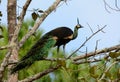 Male Green Peafowl (Pavo muticus)