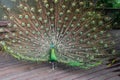 Male Green Peafowl (Peacock) Royalty Free Stock Photo