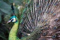 Male Green Peafowl (Peacock) Royalty Free Stock Photo