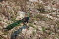 Male Green Peafowl (Peacock) in nature Royalty Free Stock Photo