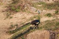 Male Green Peafowl (Peacock) in nature Royalty Free Stock Photo