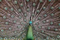 Male Green Peafowl (Peacock) - Pavo muticus Royalty Free Stock Photo