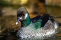 Male Green Pygmy Goose