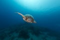 Male green turtle in the Red Sea. Royalty Free Stock Photo