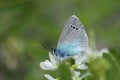 A male Green-underside Blue butterfly Royalty Free Stock Photo