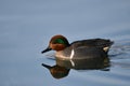 Male Green Winged Teal duck swimming on lake Royalty Free Stock Photo