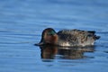 Male Green Winged Teal duck swimming on lake Royalty Free Stock Photo