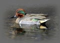 Male Green-winged Teal Duck Royalty Free Stock Photo