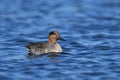 Male Green Winged Teal duck swimming on lake Royalty Free Stock Photo