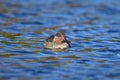 Male Green Winged Teal duck swimming on lake Royalty Free Stock Photo