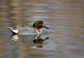 Male Green Winged Teal duck swimming on lake Royalty Free Stock Photo