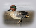 Male Green-Winged Teal Duck