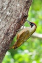 Male green woodpecker at the entrance of the nest Royalty Free Stock Photo