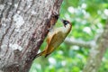 Male green woodpecker in front of the nest hole. Royalty Free Stock Photo