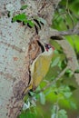 Male Green Woodpecker at nest hole Royalty Free Stock Photo