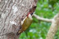 Male green woodpecker at nest Royalty Free Stock Photo