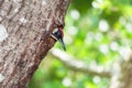 Male green woodpecker peeping out of nest hole Royalty Free Stock Photo