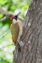 Male green woodpecker