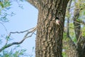 Green Woodpecker Royalty Free Stock Photo