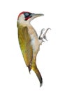 Male green woodpecker on white background