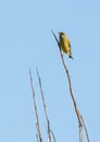 Male Greenfinch Royalty Free Stock Photo