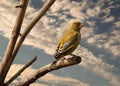 A male Greenfinch Royalty Free Stock Photo