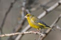 Male Greenfinch Carduelis chloris. Greenfinch sits on branch