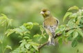 A male Greenfinch Carduelis chloris perched on a dog rose bush.