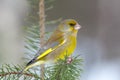 Male greenfinch perched in a small pine tree