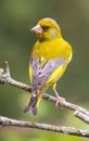 Male Greenfinch