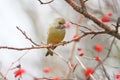 Male greenfinch Royalty Free Stock Photo